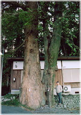 画像:渡ヶ島諏訪神社の神木(幹と並ぶ)