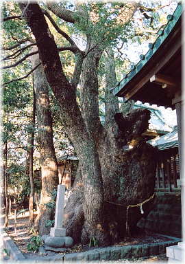 画像:焼津神社の御神木