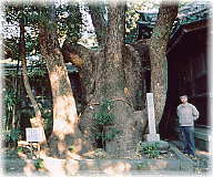 画像:焼津神社の御神木(幹と並ぶ)