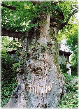 画像:山楯の大欅(幹と並ぶ)