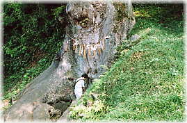 画像：山楯の大欅