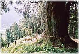 画像:山五十川の玉杉