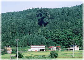 画像：山五十川の玉杉（遠景１）