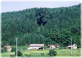画像:山五十川の玉杉(遠景1)