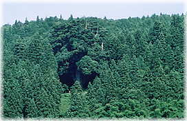 画像：山五十川の玉杉（遠景２）