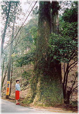 画像:山祇神社のスギ(幹と並ぶ)