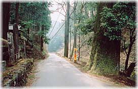 画像:山祇神社のスギ
