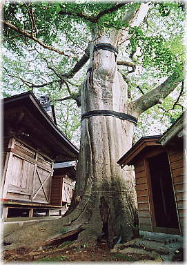 画像:柳田のけやき