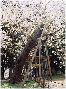 画像:八乙女種まきザクラ