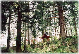 画像:八乙女八幡神社のスギ