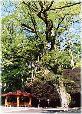 画像:安田不動堂の大けやき(幹と並ぶ)