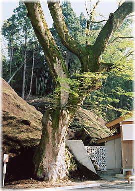 画像:安田不動堂の大けやき