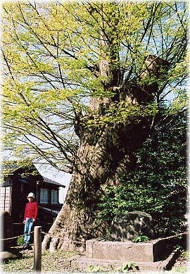 画像:横尾のケヤキ(幹と並ぶ)