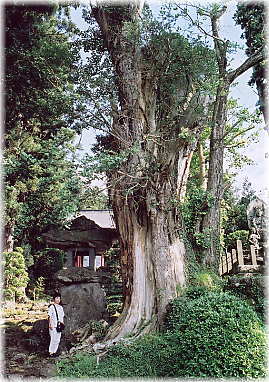 画像:永泉寺のイチョウ(幹と並ぶ)