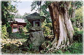 画像:永泉寺のイチョウ