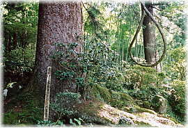画像:永泉寺のトラノオモミ