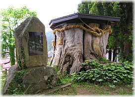画像：湯沢神社のケヤキ（切株）