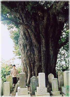 画像:全宗寺のスダジイ(幹と並ぶ)