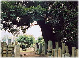 画像:全宗寺のスダジイ