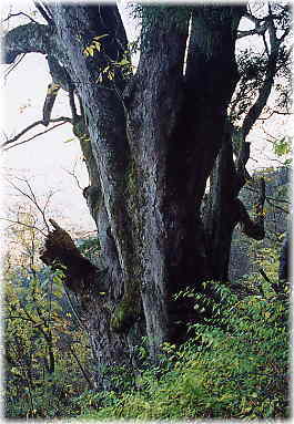 画像:赤岩のトチ