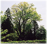 画像:赤谷十二社の大ケヤキ(全景)