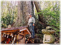 画像：秋葉神社のケヤキ（幹と並ぶ）