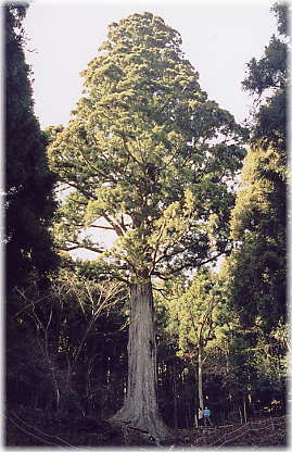 画像:天城の太郎杉(全景)