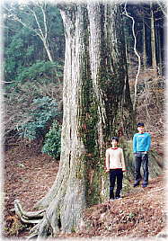 画像:天城の太郎杉(幹と並ぶ)