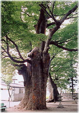 画像:天皇子神社のケヤキ