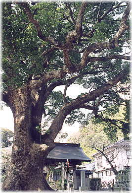 画像:安楽寺のクス