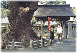 画像:安楽寺のクス(幹と並ぶ)