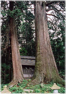 画像:安坂の一本杉