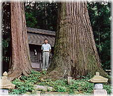 画像:安坂の一本杉(幹と並ぶ)