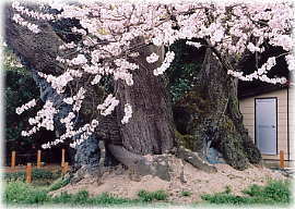 画像:馬場桜_2