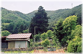 画像:毘沙門堂のスギ(遠景)
