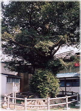 画像:チハヤ養護園の榧
