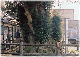 画像:チハヤ養護園の榧(幹と並ぶ)