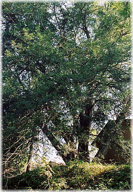 画像：大法寺榧の木
