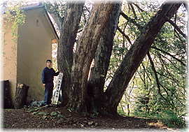 画像：大法寺榧の木（幹と並ぶ）
