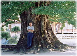 画像:大福寺のイチョウ(幹と並ぶ)