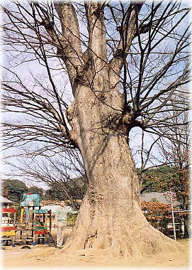 画像:大通寺のケヤキ(幹と並ぶ)