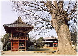 画像:大通寺のケヤキ(ケヤキと山門)