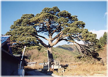 画像:穴沢弾正塚の一本松