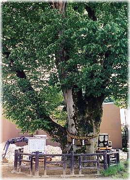 �摜�F�o���̑�P���L