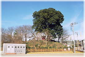 画像:堂山稲荷の樫の木(遠望)