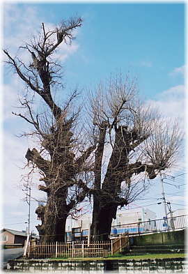 画像:依知神社のイチョウ(全景)