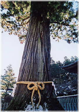 画像:富士太郎杉_1