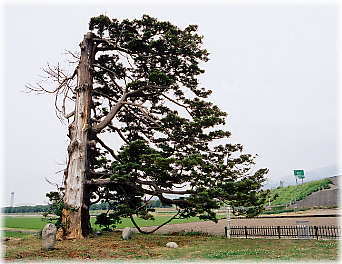 画像:舟川の一本杉(全景)