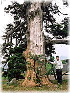 画像:舟川の一本杉(幹と並ぶ)