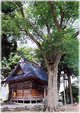 画像:船山神社の大欅